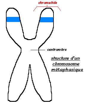 chromo1