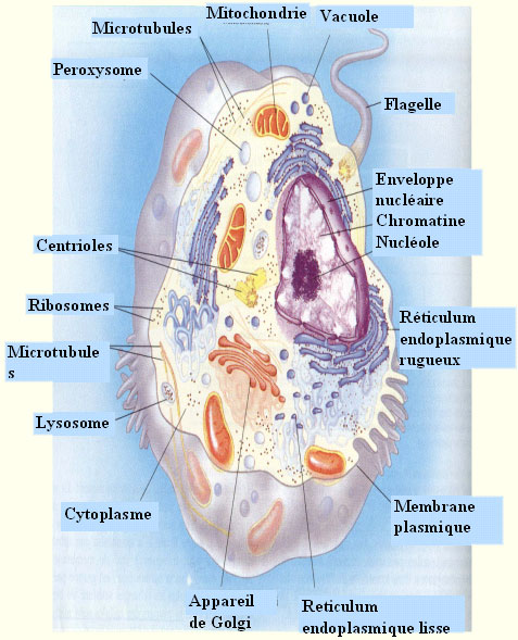eucaryote2
