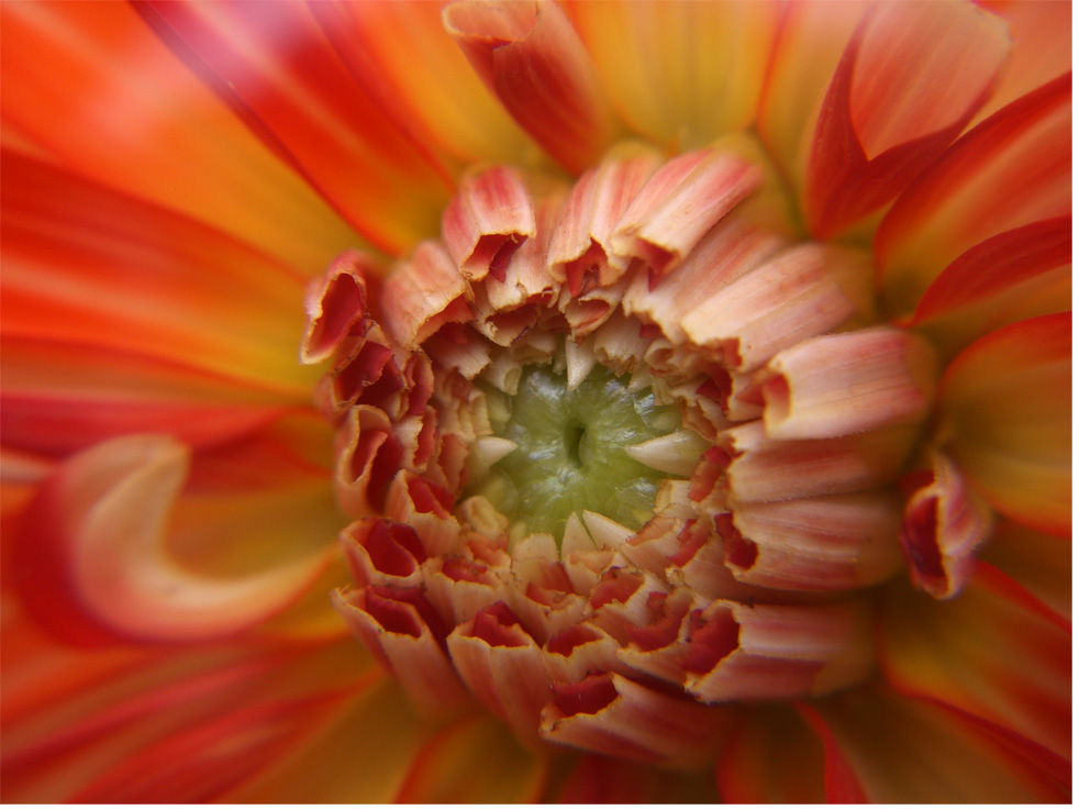 dahlia