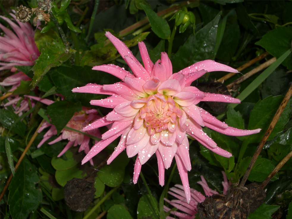 dahlia rose