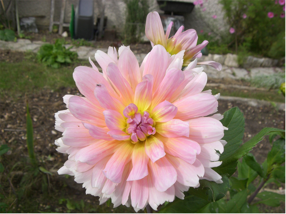 dahlia rose2