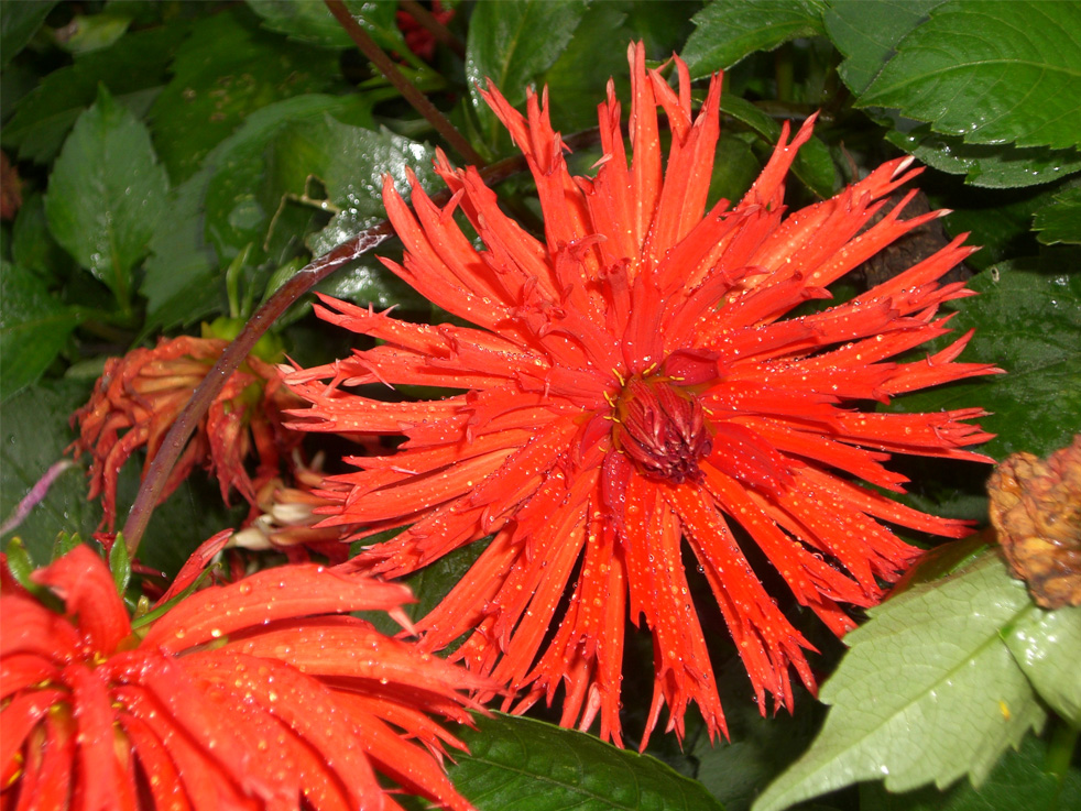dahlia rouge