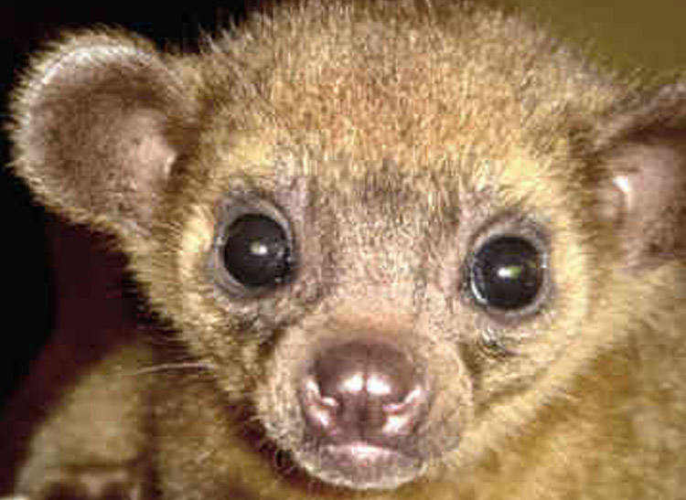 kinkajou1